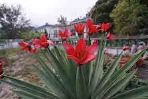 Flowers, Mui Wo, 18 March 2018