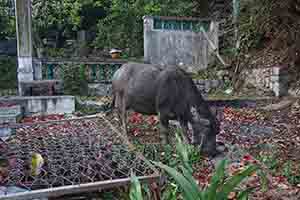 Feral water buffalo, Mui Wo, 18 March 2018