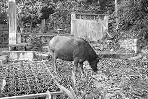 Feral water buffalo, Mui Wo, 18 March 2018