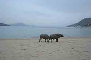 Feral water buffaloes, Silvermine Bay Beach, 18 March 2018