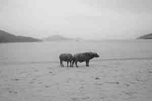 Feral water buffaloes, Silvermine Bay Beach, 18 March 2018