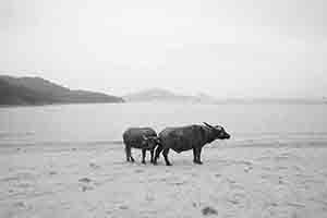 Feral water buffaloes, Silvermine Bay Beach, 18 March 2018