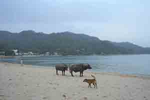 Feral water buffaloes and dog, Silvermine Bay Beach, 18 March 2018