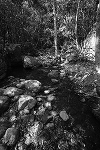 Rocks and trees on the Hong Kong Trail, Pokfulam Country Park,  1 April 2018