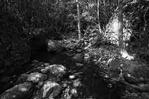 Rocks and trees on the Hong Kong Trail, Pokfulam Country Park, 1 April 2018