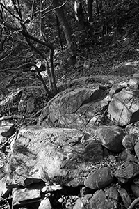 Rocks and trees on the Hong Kong Trail, Pokfulam Country Park, 1 April 2018