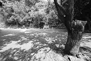 Tree in the Pokfulam Country Park, 1 April 2018