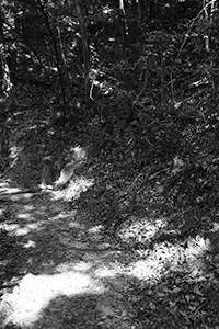 Leaves and trees on the Hong Kong Trail, Pokfulam Country Park, 1 April 2018