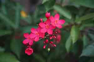Flowers, Hong Kong Zoological and Botanical Gardens, 1 May 2018