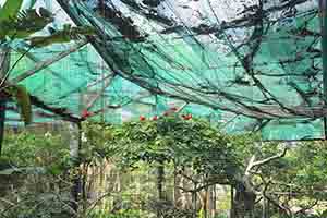 Birds, Hong Kong Zoological and Botanical Gardens, Central, 1 May 2018