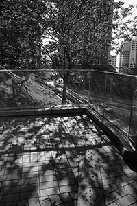Trees on the HKU campus, Pokfulam, 15 May 2018