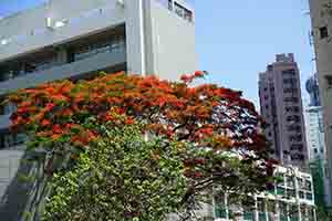 Flame of the Forest tree in bloom, near St. Paul's College, Bonham Road, 21 May 2018