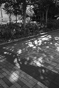 Shadows of trees on a footpath, Sheung Wan, 25 May 2018