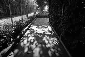Shadows of trees on a footpath, Sheung Wan, 25 May 2018