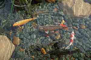 Fishes in a pond, Hong Kong Park, 1 May 2018