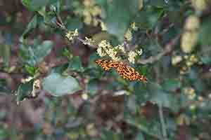 Orange Magpie moth, Lugard Road, The Peak, 6 May 2018