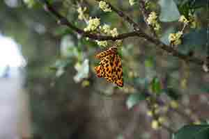 Orange Magpie moth, Lugard Road, The Peak, 6 May 2018