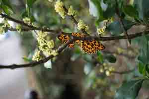 Orange Magpie moth, Lugard Road, The Peak, 6 May 2018