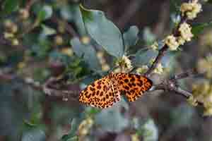 Orange Magpie moth, Lugard Road, The Peak, 6 May 2018