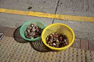 Drying abalones on the roadside, Sheung Wan, 28 June 2018