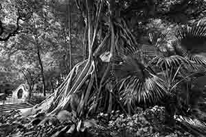 Tree in Hollywood Road Park, Sheung Wan, 4 July 2018