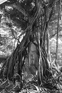 Tree in Hollywood Road Park, Sheung Wan, 4 July 2018