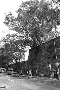 Stone wall with Banyan trees in Forbes Street, Kennedy Town, 5 July 2018