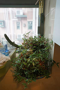 Plant in domestic interior, Sheung Wan, 13 July 2018