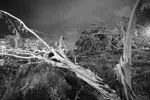 Tree uprooted by Typhoon Mangkhut, Man Kwong Street, 25 September 2018