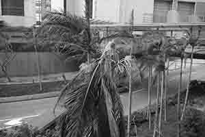 Damage caused by Typhoon Mangkhut, Central, 22 September 2018