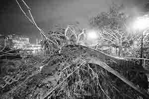 Uprooted tree, Man Kwong Street, 25 September 2018