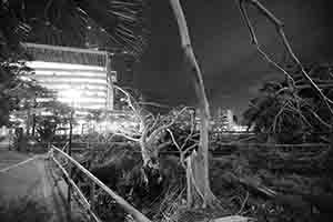 Damage to trees caused by Typhoon Mangkhut, Man Kwong Street, 25 September 2018