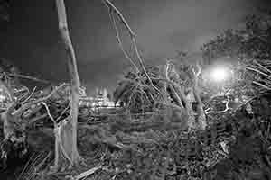 Damage to trees caused by Typhoon Mangkhut, Man Kwong Street, 25 September 2018