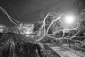 Damage to trees caused by Typhoon Mangkhut,  Man Kwong Street, 25 September 2018