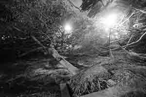 Damage to trees caused by Typhoon Mangkhut, Man Kwong Street, 25 September 2018