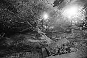 Damage to trees caused by Typhoon Mangkhut, Man Kwong Street, 25 September 2018