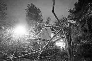 Damage to trees caused by Typhoon Mangkhut,  Man Kwong Street, 25 September 2018