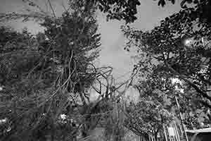 Damage to trees caused by Typhoon Mangkhut,  Man Kwong Street, 25 September 2018