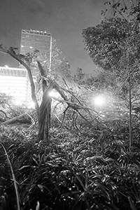 Damage to trees caused by Typhoon Mangkhut,  Man Kwong Street, 25 September 2018