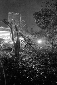 Damage to trees caused by Typhoon Mangkhut, Man Kwong Street, 25 September 2018