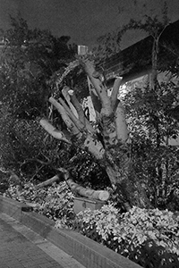 Damage to trees caused by Typhoon Mangkhut, Man Kwong Street, 25 September 2018