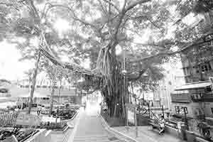 Tree, Blake Garden, Tai Ping Shan, 27 September 2018