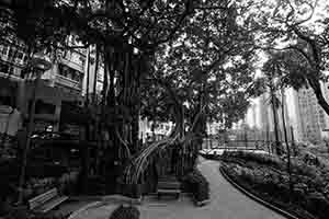 Tree, Blake Garden, Tai Ping Shan, 27 September 2018