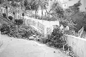 Damage caused by Typhoon Mangkhut, Caine Lane, 27 September 2018