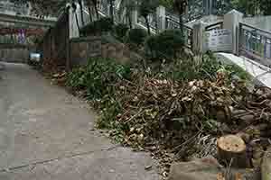 Damage caused by Typhoon Mangkhut, Caine Lane, 27 September 2018