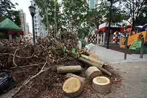 Damage caused by Typhoon Mangkhut, Caine Lane, 27 September 2018