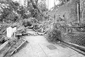 Damage caused by Typhoon Mangkhut, Caine Lane, 27 September 2018