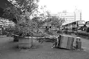 Tree felled by Typhoon Mangkhut, Macau Ferry Bus Terminus, Sheung Wan, 6 October 2018