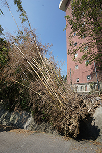 Damage caused by Typhoon Mangkhut, Pokfulam Reservoir Road, 7 October 2018