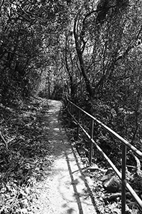 Hong Kong Trail in Pokfulam Country Park, 7 October 2018